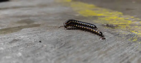 stock image selective focus, close-up of millipedes mating on the cemen floor