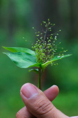 Bir insanın elinin yakından görüntüsü başparmak ve işaret parmağı arasındaki küçük buketi tutar. Doğa ve sürdürülebilirliği sembolize ediyor. Bu resim yenilenebilir kaynaklar ve çevresel bakımın önemini temsil etmektedir. 