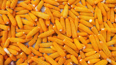 Doğal bir zemine karşı olgun, altın bir mısır koçanı tutan el, tüketime hazır canlı sarı çekirdekleri sergiliyor veya daha ileri tarımsal kullanıma hazır