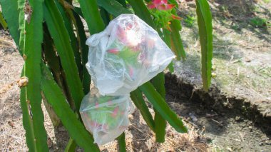 Dragon fruit wrapped in plastic to protect the fruit from fruit flies in plantations