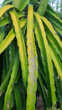 healthy but slightly stressed dragon fruit plant, in outdoor. With budding fruits and lush green trunk, perfect for showcasing the resilience and beauty of tropical plant.