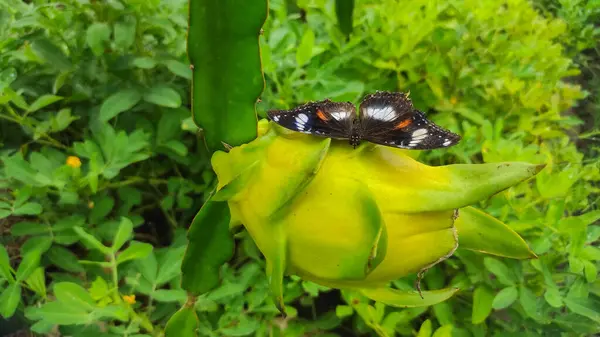 butterfly perches delicately on a yellow dragon fruit, surrounded by lush green farm plants, blending the colors of nature in a beautiful scene