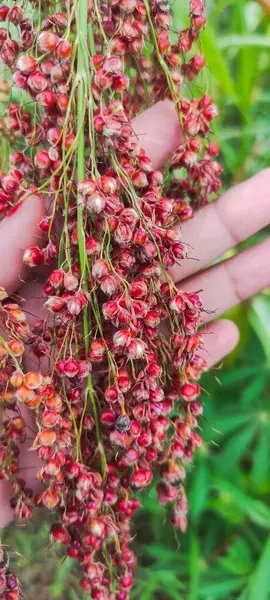 Kadınlar nazikçe ellerinde bir yığın kırmızı sorghum tutuyor. Kırmızı süpürge kümesinin yakın görüntüsü.