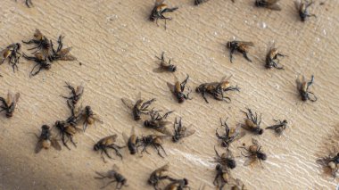 Ölü sineklerle kaplı yapışkan sinek bandının yakın plan görüntüsü zararlıları kontrol etmek ve yakalamak için etkili bir yöntem gösteriyor..