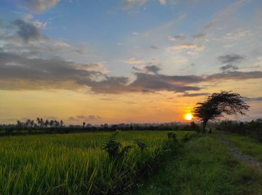 Yeşil pirinç tarlasında nefes kesici bir gün batımı, alacakaranlıkta doğanın canlı renklerini yakalamak, seyahat, manzara ve açık hava temaları için mükemmel.