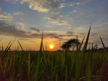 Güneşin yemyeşil tarlaların arkasında batışının çarpıcı görüntüsü, sıcak ve huzurlu bir atmosfer yaratıyor, doğa ve kırsal temalı projeler için ideal..
