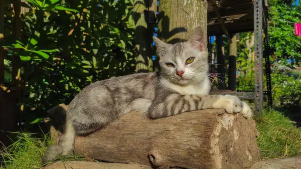 Bir bahar günü güneşin altında dinlenen septik gri kedi.