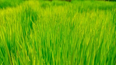 Pilav ekiminin ilk aşamalarını temsil eden yemyeşil bir tarladaki taze pirinç fidanlarının yakın çekimi büyümeyi ve tarım sürecinin başlangıcını sembolize ediyor.