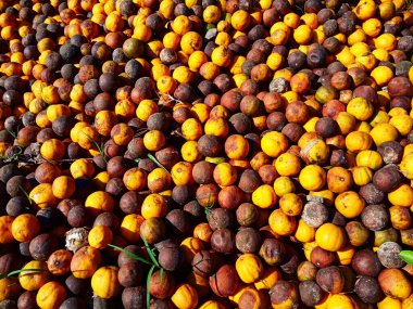 Tarım, organik veya besin atıklarıyla ilgili içerik için ideal olan narenciye meyvelerinin doğal çürüme sürecini gözler önüne sererek, yere saçılmış olgun, kahverengimsi-portakal meyveleri yığını..