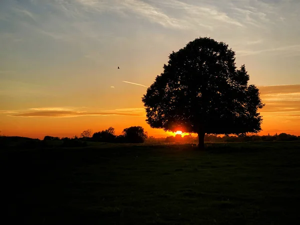 Июньский Закат Закатом Солнца Одним Деревом — стоковое фото