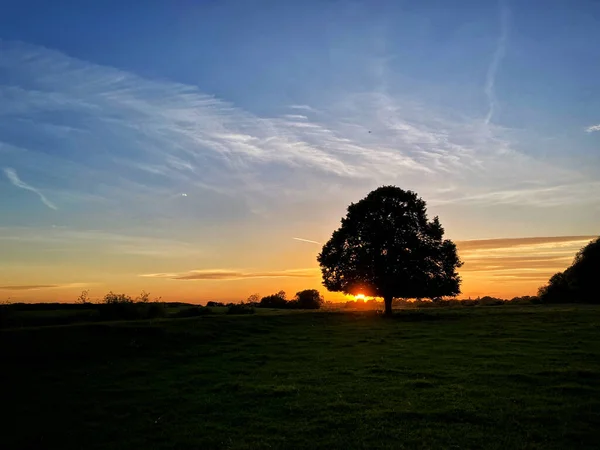 Lovley Bahar günbatımında güneş batarken tek bir ağacın arkasında