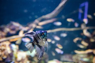 Tasarım amaçlı akvaryumda farklı balıklar, duvar kağıtları