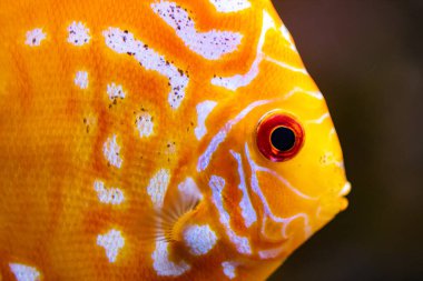 Tasarım amaçlı akvaryumda farklı balıklar, duvar kağıtları