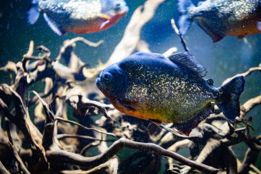 Tasarım amaçlı akvaryumda farklı balıklar, duvar kağıtları
