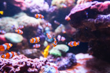 Akvaryumda palyaço balığı ya da anemonik balığı, duvar kağıdı.