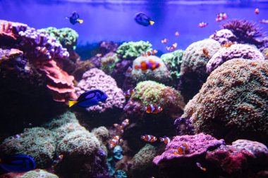 Palyaço balığı ve Blue Tang akvaryumda, duvar kağıdında