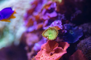 Akvaryumdaki mercan resifi tasarım amaçlı, duvar kağıdı