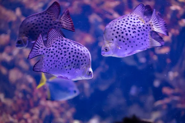 Различные Рыбы Аквариуме Дизайна Обои — стоковое фото