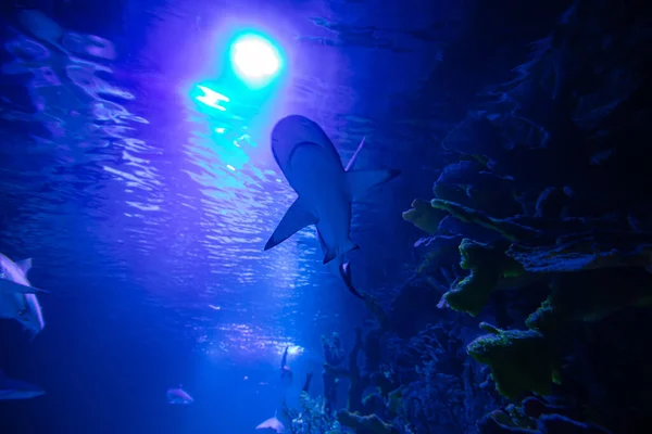 デザインのための水族館のサメ — ストック写真
