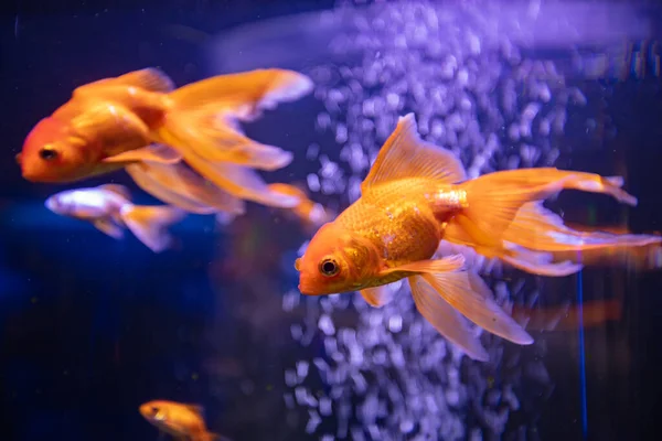 stock image different fishes in aquarium for design purpose, wallpaper