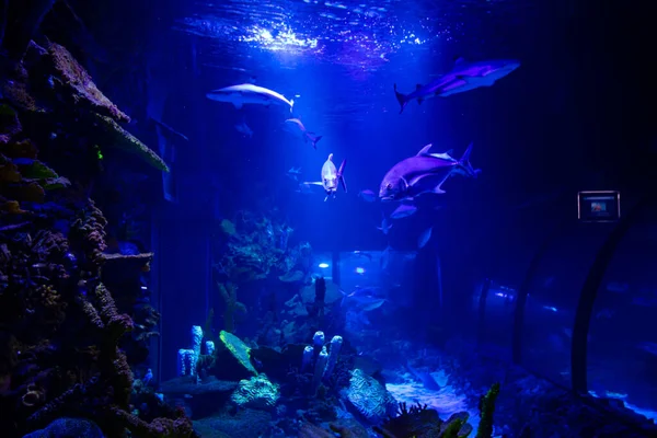 Haaien Aquarium Voor Ontwerpdoeleinden Behang — Stockfoto