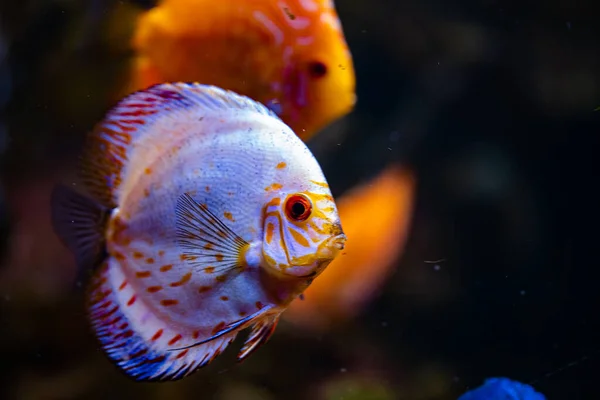 Verschiedene Fische Aquarium Für Designzwecke Tapete — Stockfoto