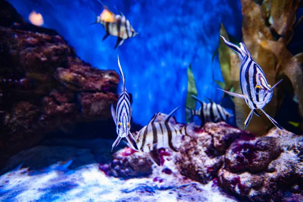 Different Fishes Aquarium Design Purpose Wallpaper — Stock Photo, Image