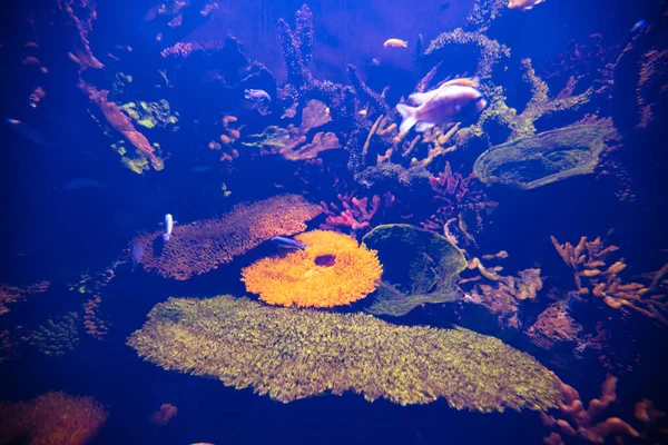 Akvaryumdaki Mercan Resifi Tasarım Amaçlı Duvar Kağıdı — Stok fotoğraf