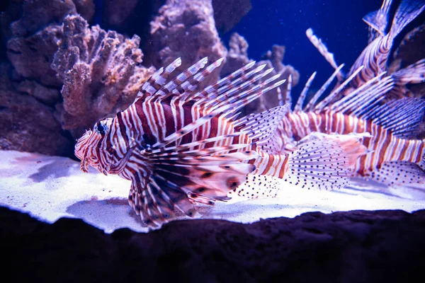 Czerwony Lionfish Akwarium Celów Projektowych Tapeta — Zdjęcie stockowe
