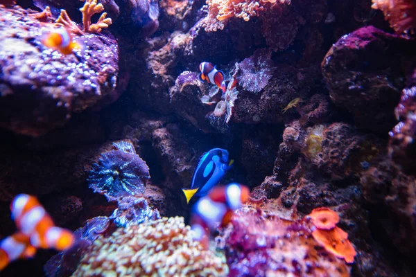 Clownfish Blue Tang Acquario Carta Parati — Foto Stock