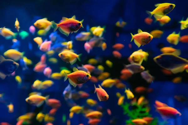 Много Красочных Рыб Аквариуме Дизайна Обои — стоковое фото