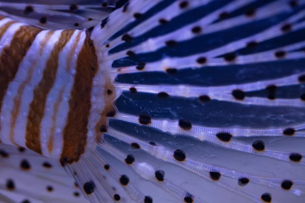 Czerwony Lionfish Akwarium Celów Projektowych Tapeta — Zdjęcie stockowe