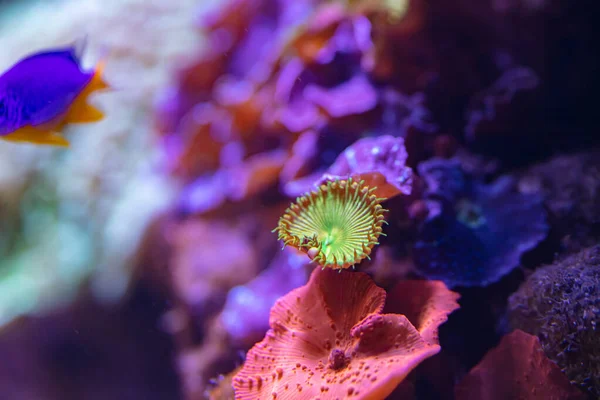 Arrecife Coral Acuario Para Fines Diseño Papel Pintado — Foto de Stock