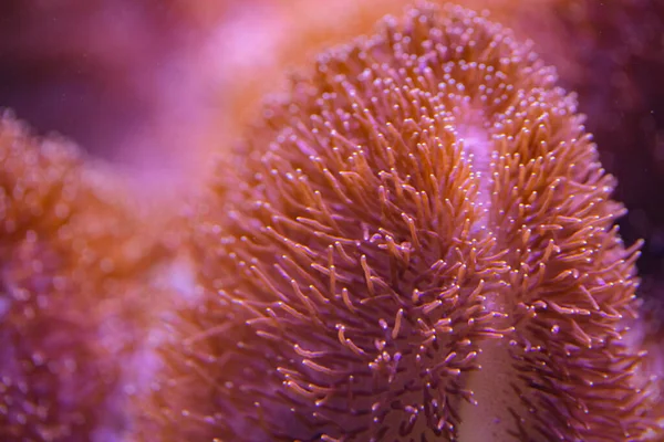 Akvaryumdaki Mercan Resifi Tasarım Amaçlı Duvar Kağıdı — Stok fotoğraf