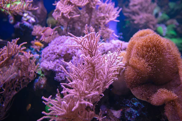 Rafa Koralowa Akwarium Celów Projektowych Tapety — Zdjęcie stockowe
