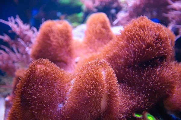 Rafa Koralowa Akwarium Celów Projektowych Tapety — Zdjęcie stockowe