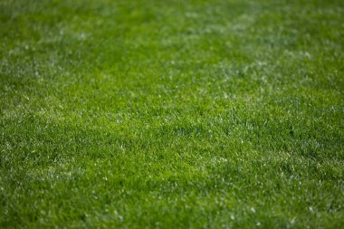 yeşil çimen arkaplan, futbol sahası desenli tasarım amacı için arka plan