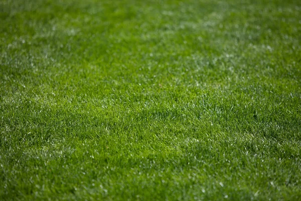Green Grass Background Football Field Textured Background Design Purpose — Stock Photo, Image