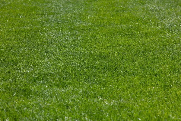 緑の草の背景サッカー場のテクスチャの背景をデザイン目的で — ストック写真