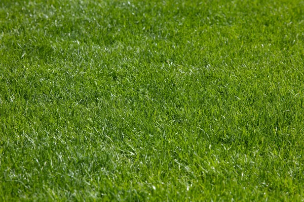 緑の草の背景サッカー場のテクスチャの背景をデザイン目的で — ストック写真