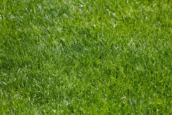 Zielone Tło Trawy Boisko Piłki Nożnej Teksturowane Tło Celów Projektowych — Zdjęcie stockowe