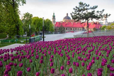 Lviv, Ukrayna - 6 Mayıs 2023: