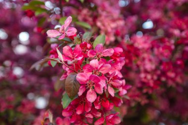 Cennet 'e yakın elma ağacı tasarım amaçlı çiçek açar.