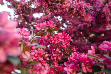 Cennet 'e yakın elma ağacı tasarım amaçlı çiçek açar.