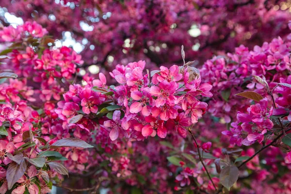 stock image Closeup of paradise apple tree bloom for design purpose