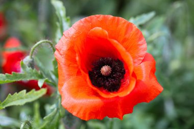 Kırmızı gelincikler tasarlama amacıyla vahşi alan arka planında çiçek açarlar