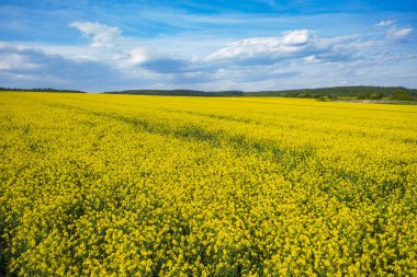 İHA 'dan kolza tarlasına hava görüntüsü