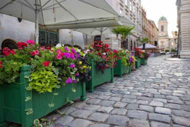 Lviv, Ukraine - July 13, 2023: Flowerdeds in Lviv city center