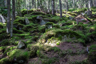 Ukrayna 'daki Karpat dağlarında Yavirnyk-Gorgan dağı zirvesi