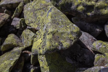 Ukrayna 'daki Karpat dağlarında Yavirnyk-Gorgan dağı zirvesi